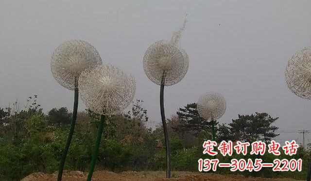 常州蒲公英的绚丽多彩