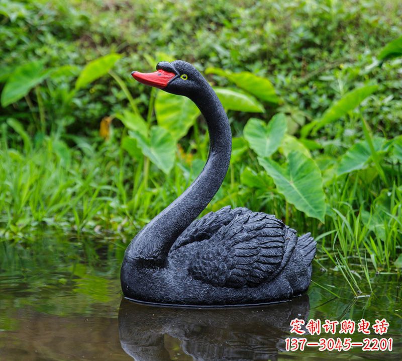 常州黑天鹅婉约鱼尾,完美呈现园林水塘水景