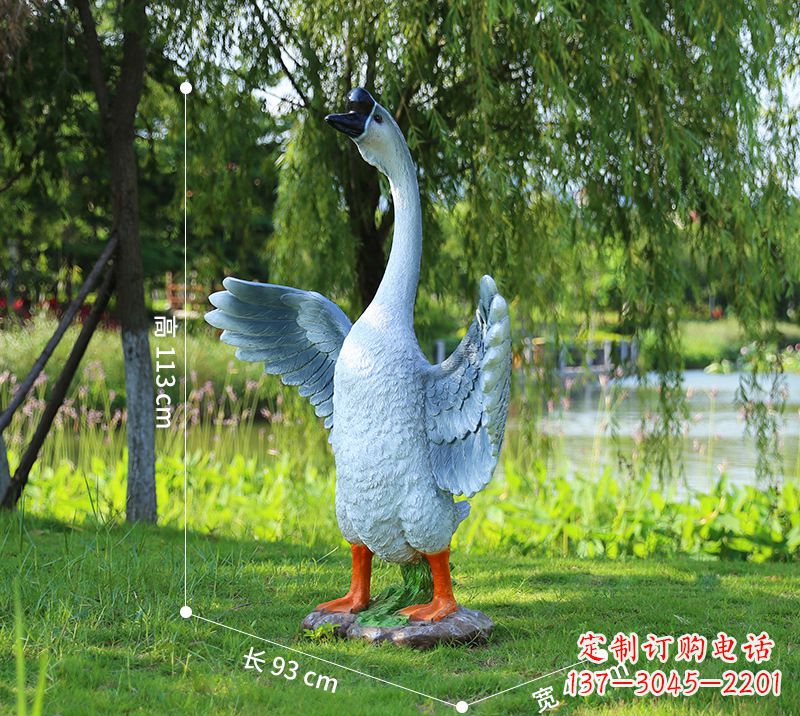 常州站立的灰色展翅天鹅